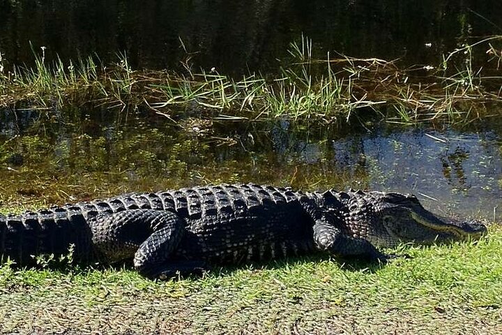 Private Tour of Everglades National Park - Image 3