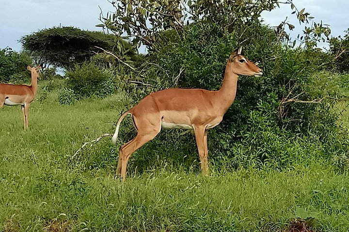 1 Day Tsavo East - Lunatic Express - Image 4
