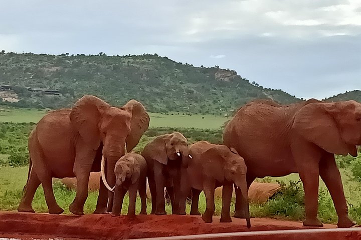 1 Day Tsavo East - Lunatic Express - Image 3