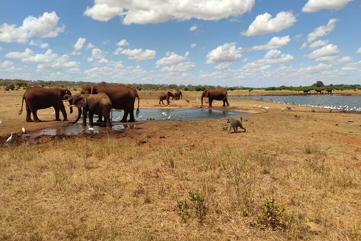 1 Day Tsavo East Safari - Image 2