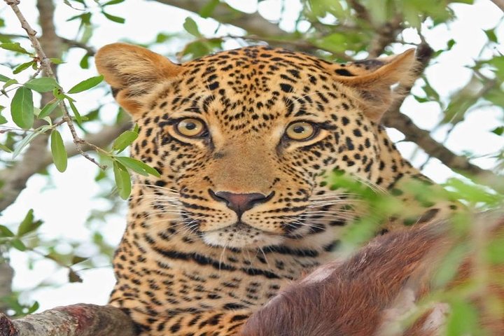 2-Day Ultimate game viewing at Tsavo East National Park - Image 3