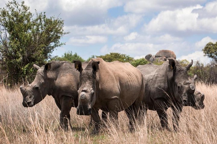 2-Day Ultimate game viewing at Tsavo East National Park - Image 4