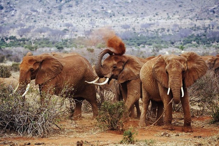2-Day Ultimate game viewing at Tsavo East National Park - Image 5