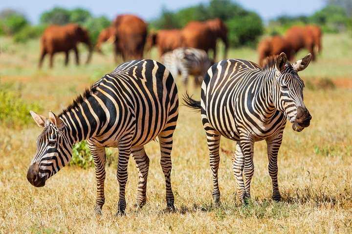 2-Day Ultimate game viewing at Tsavo East National Park - Image 1