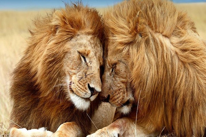 2-Day Ultimate game viewing at Tsavo East National Park - Image 2