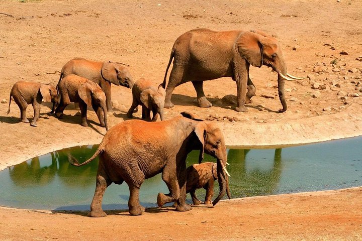 2 Days (1 night); Tsavo East & Saltlick Safari:  - Image 3