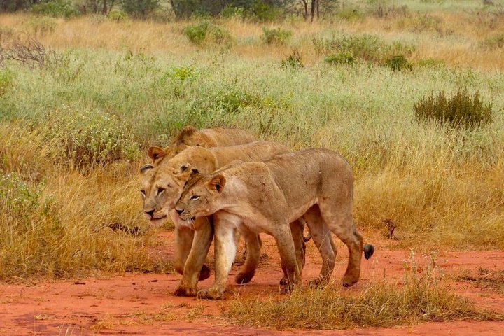2 Days (1 night); Tsavo East & Saltlick Safari:  - Image 5