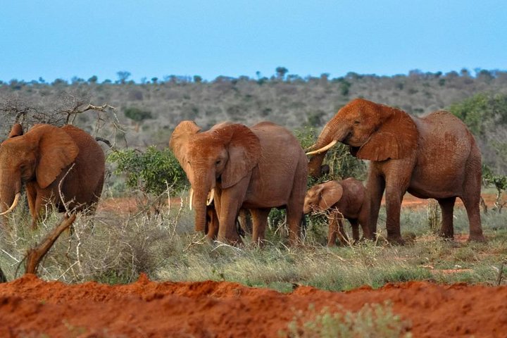2 Days (1 night); Tsavo East & Saltlick Safari:  - Image 2