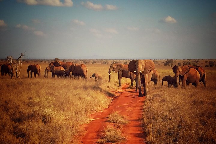 2 Days (1 night); Tsavo East & Saltlick Safari:  - Image 4