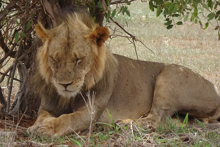 2 Days and 1 Night Private Tour in Tsavo East Safari - Image 4