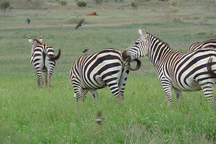 2 Days and 1 Night Private Tour in Tsavo East Safari - Image 2