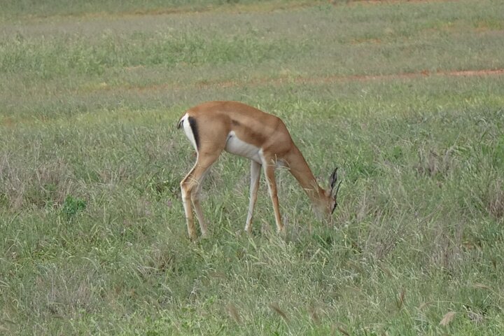 2 Days and 1 Night Private Tour in Tsavo East Safari - Image 3