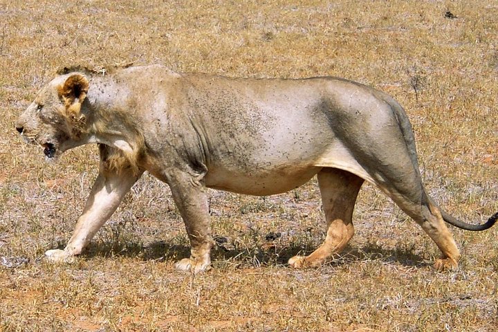 2 Days Tsavo east Jeep Safari (minimum 2 persons) - Image 3