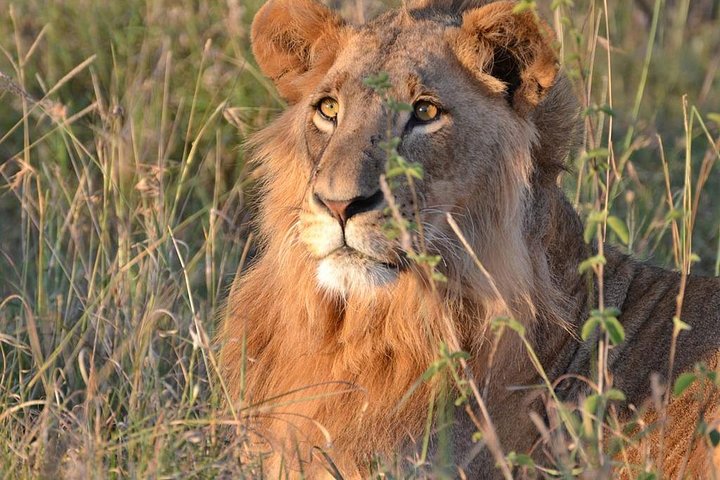 2 Days Tsavo east Jeep Safari (minimum 2 persons) - Image 2