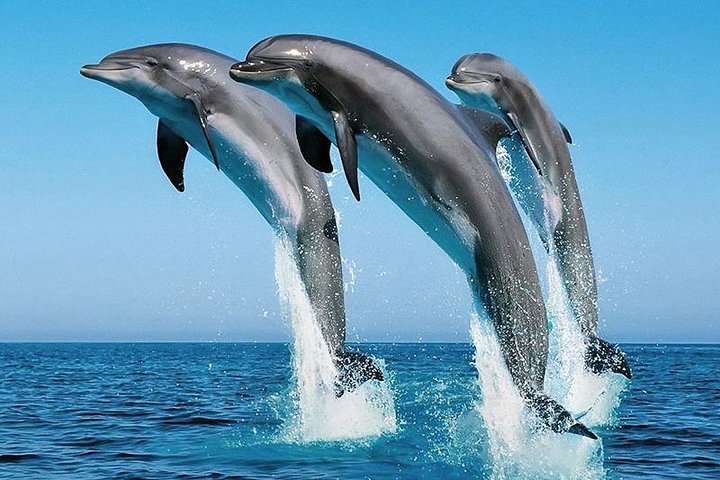 2 Days Wasini Dolphin Tour (minimum 2 persons) - Image 1