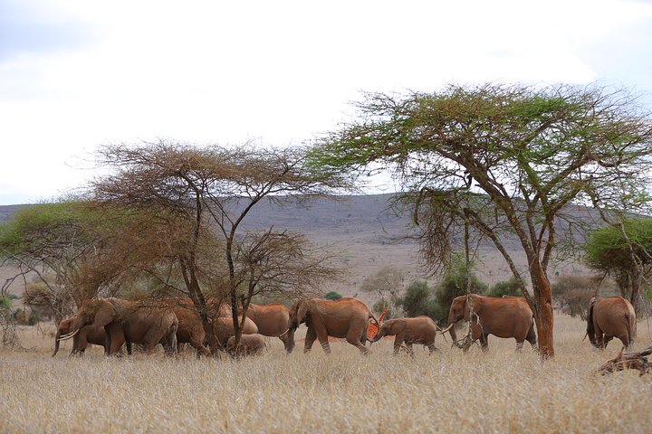 3-Day Mombasa to Taita Hills Tour - Image 4