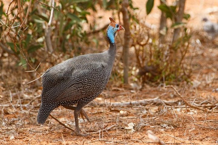 3 Days (2 nights); Tsavo East & West Safari: - Image 2