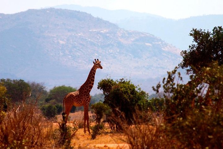 3 Days (2 nights); Tsavo East & West Safari: - Image 3