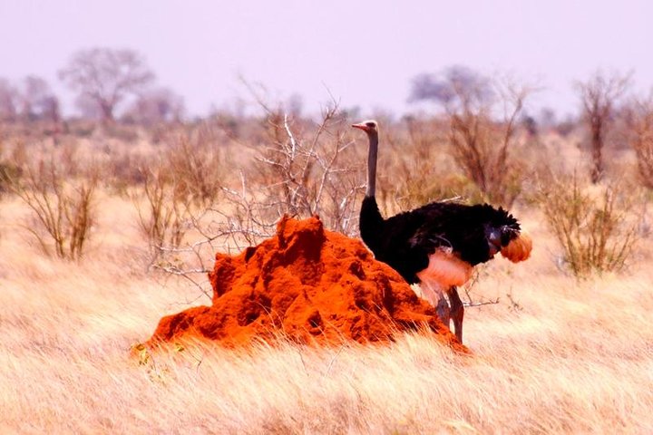 3 Days (2 nights); Tsavo East & West Safari: - Image 1