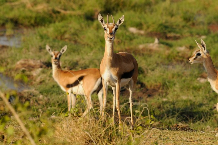 3 Days Amboseli & Tsavo East Jeep Safari from Diani (MIN 2 PAX) - Image 2