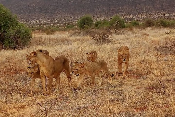3 Days Amboseli & Tsavo East Jeep Safari from Diani (MIN 2 PAX) - Image 5