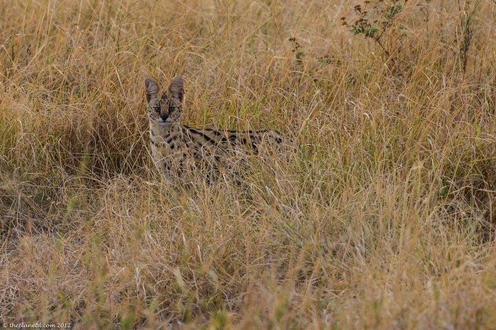 3 Days Amboseli & Tsavo East Jeep Safari from Diani (MIN 2 PAX) - Image 3