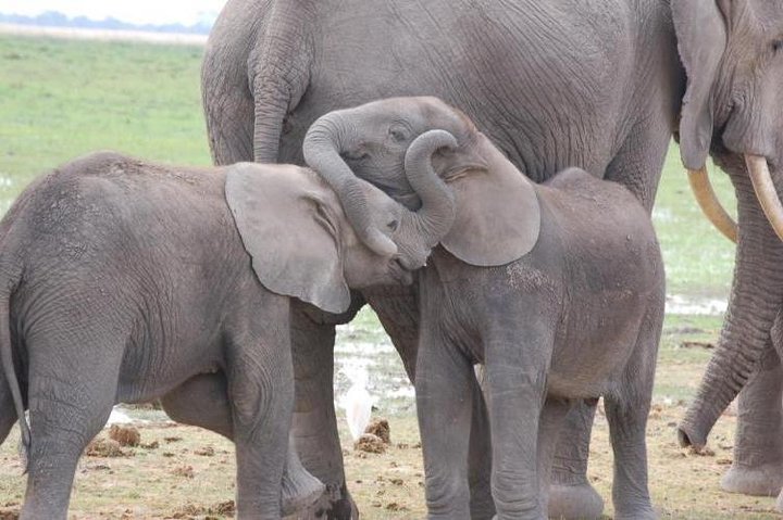 3 Days Amboseli & Tsavo East Jeep Safari from Diani (MIN 2 PAX) - Image 4