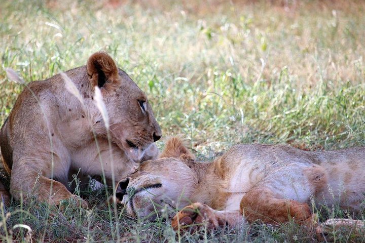 3 DAYS SALTLICK AND NGUTUNI SAFARI (minimum 2 pax) - Image 4