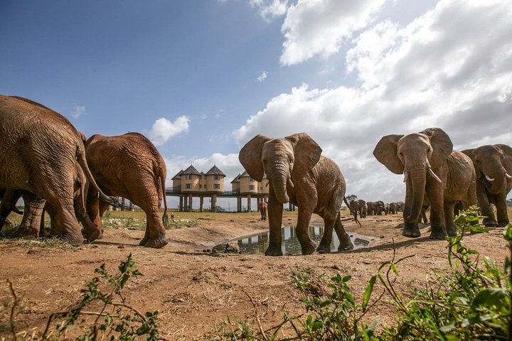 3 DAYS SALTLICK AND NGUTUNI SAFARI (minimum 2 pax) - Image 1