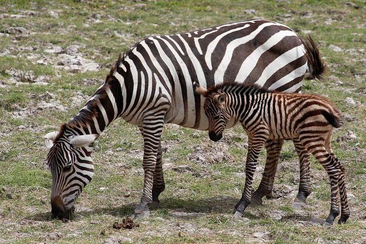 3 Days Tsavo East & Amboseli (2 Nights) - Image 1