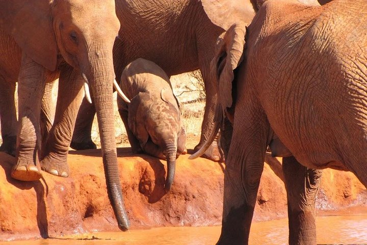 3 Days Tsavo East & Amboseli (2 Nights) - Image 2