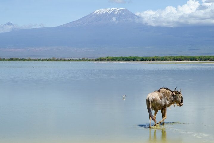 3 Days Tsavo East & Amboseli (2 Nights) - Image 5