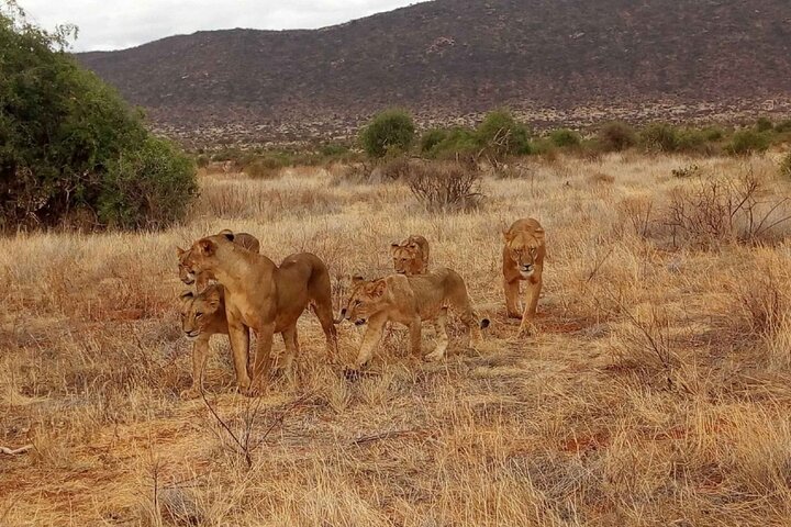 3 Days Tsavo East Safari from Diani Mombasa -(MIN 2 PERSONS) - Image 5
