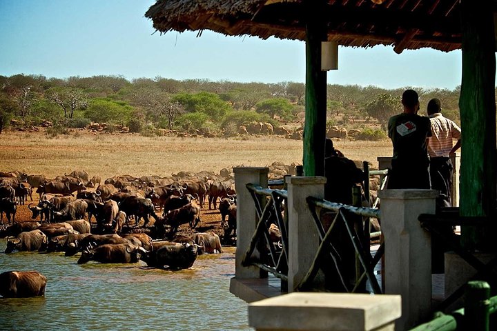 3 Days Tsavo East Safari from Diani Mombasa -(MIN 2 PERSONS) - Image 4