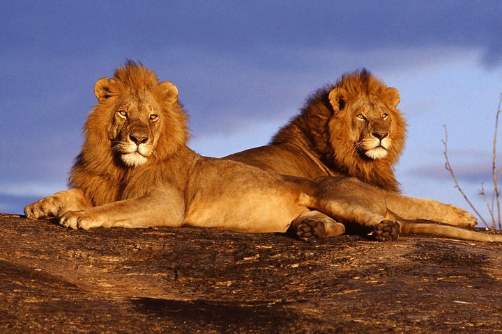 3 Days Tsavo East -Tsavo West Ziwani Package ( Minimum 2 persons) - Image 5