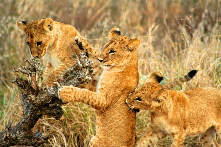 3 Days Tsavo East -Tsavo West Ziwani Package ( Minimum 2 persons) - Image 4
