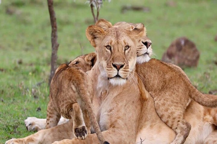 3 Days Tsavo East & West Safari from Diani Beach Mombasa - Image 5