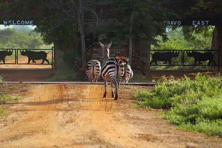 3 days Tsavo safari from Mombasa or Diani beach - Image 3