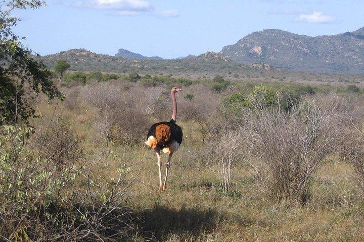 3 days Tsavo safari from Mombasa or Diani beach - Image 5
