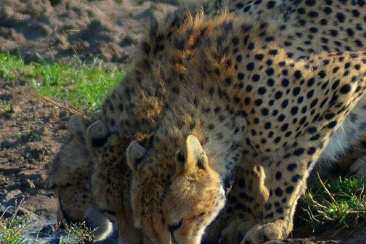 3 days Tsavo safari from Mombasa or Diani beach - Image 1
