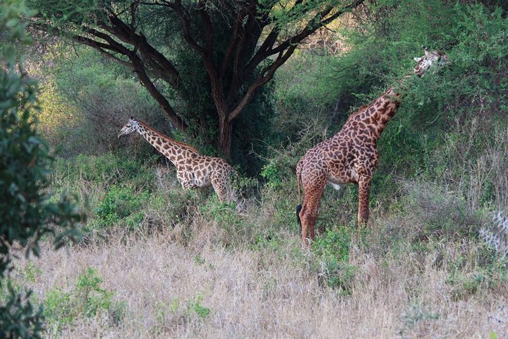 3 Days Tsavo West-Amboseli SGR Train Serena Safari Experience (minimum 2 Pax) - Image 2