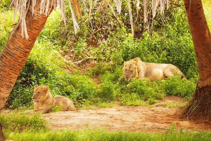 3 Days Tsavo West-Amboseli SGR Train Serena Safari Experience (minimum 2 Pax) - Image 5
