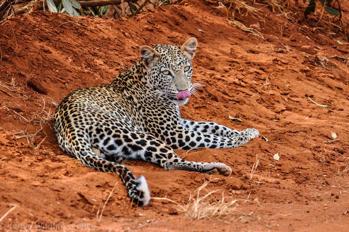 3 Days Tsavo West-Amboseli SGR Train Serena Safari Experience (minimum 2 Pax) - Image 4