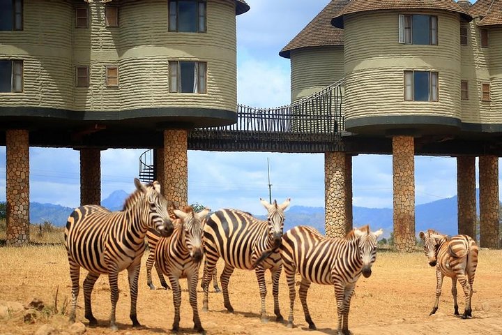 3 Days(2 nights) Tsavo East Tour & Saltlick (Cost based on minimum 2 persons) - Image 3