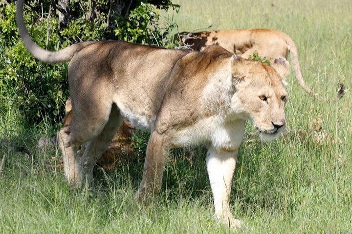 3 Days(2 nights) Tsavo East Tour & Saltlick (Cost based on minimum 2 persons) - Image 1
