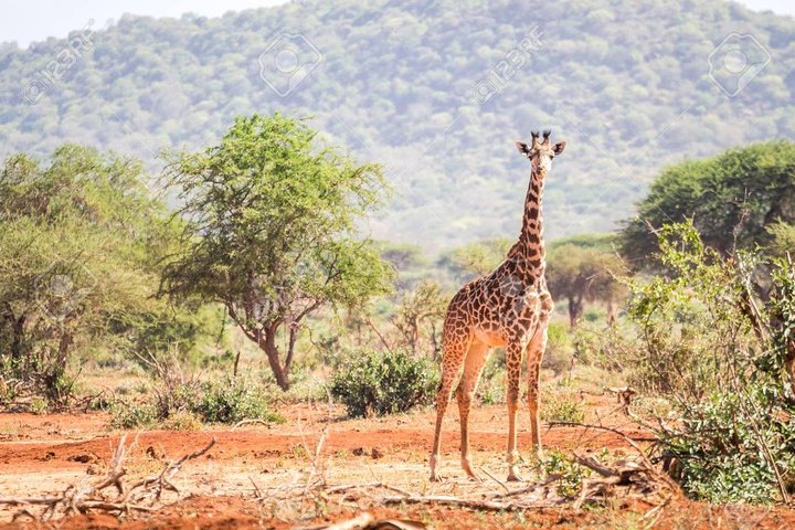 4 Days 3 Nights Tsavo East And West Safari ( Minimum 2 Persons) - Image 5