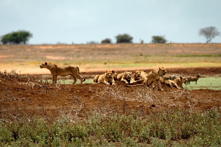 4 Days 3 Nights Tsavo East And West Safari ( Minimum 2 Persons) - Image 3
