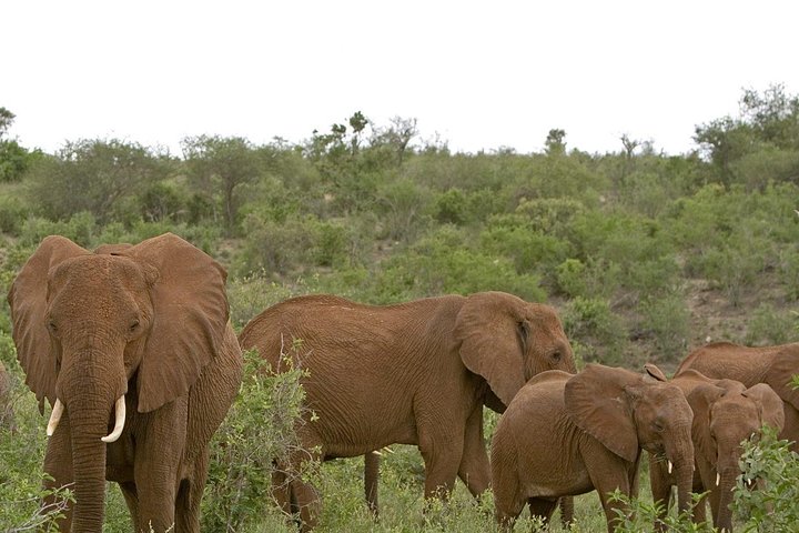 4 Days 3 Nights Tsavo East And West Safari ( Minimum 2 Persons) - Image 4