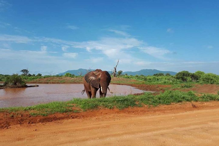 4 Days 3 Nights Tsavo East And West Safari ( Minimum 2 Persons) - Image 2