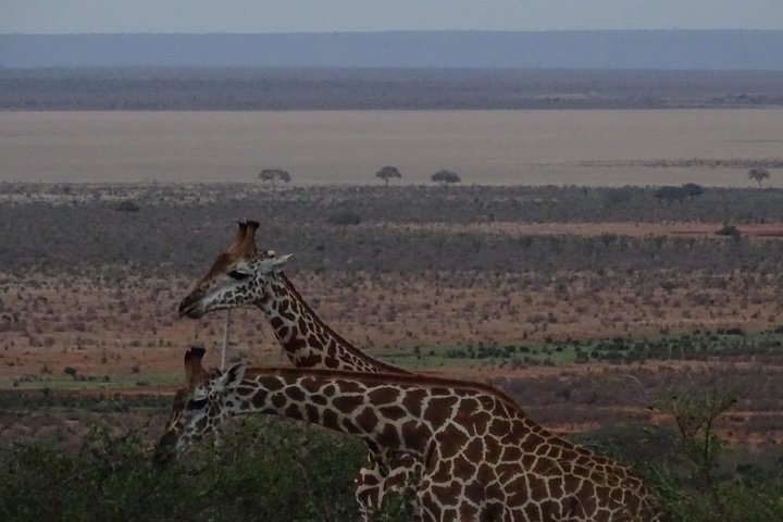 5 Days Safari Tsavo East Voyager Ziwani Amboseli Tsavo West Kilanguni Serena Ldg - Image 3